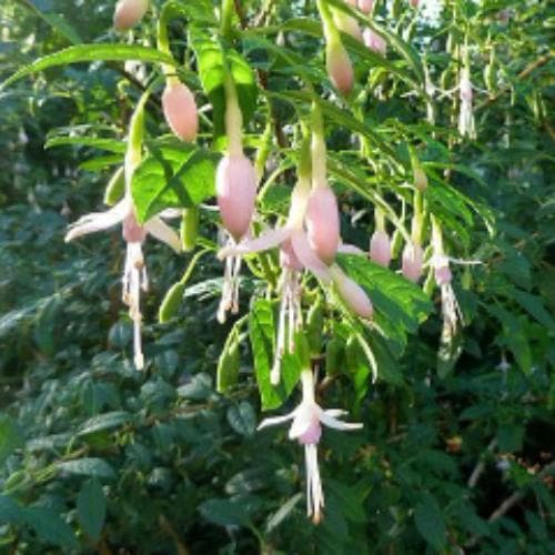 Fuchsia magellanica Alba - White Fuchsia - Future Forests