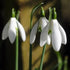 Galanthus nivalis - Snowdrop - Future Forests