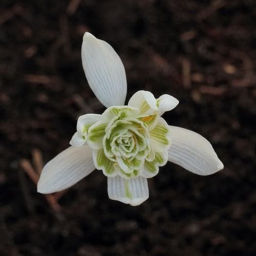 Galanthus nivalis Flore Pleno - Double Snowdrop - Future Forests