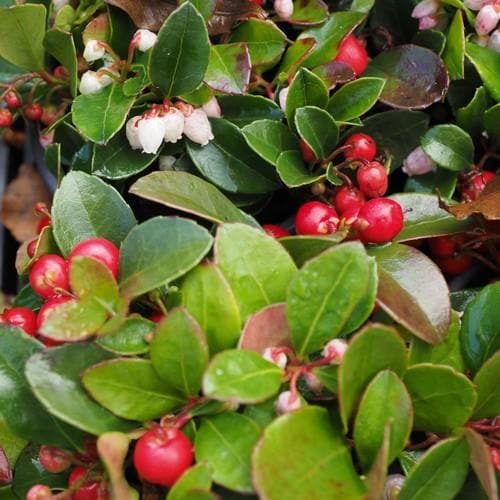 Gaultheria procumbens - Future Forests