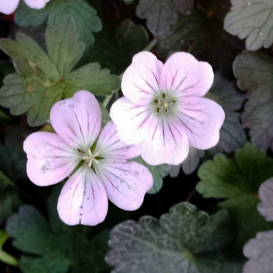 Genus - Geranium – Future Forests