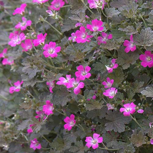 Geranium Orkney Cherry (Bremerry)