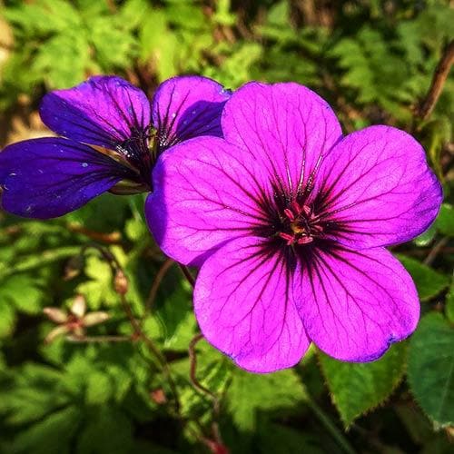 geranium anne thomson seeds Geranium Anne Thomson – Future Forests