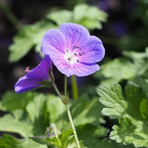 Geranium Johnson’s Blue