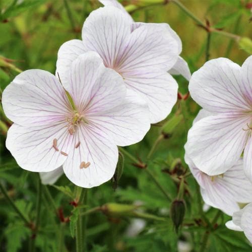 Geranium clarkei Kashmir White