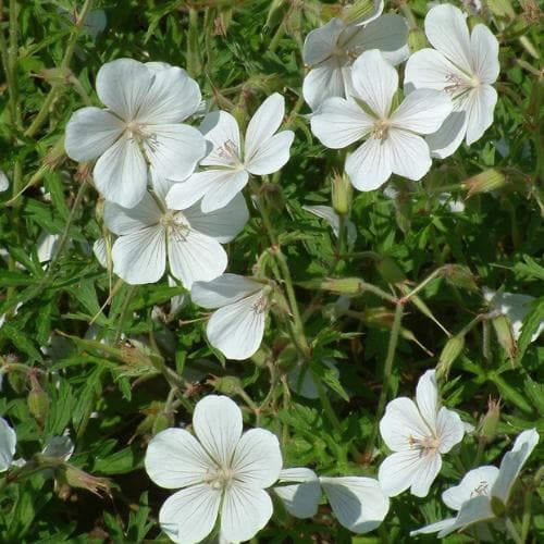 Geranium clarkei Kashmir White