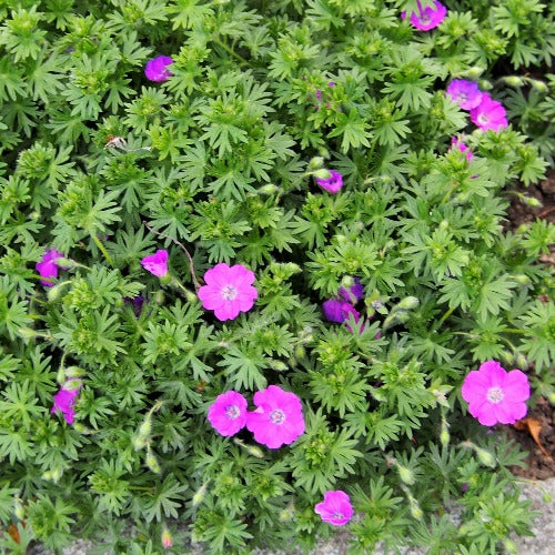 Geranium sanguineum Max Frei