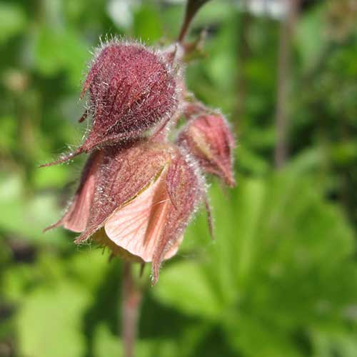 Geum Rivala Geum rivale - Water Avens – Future Forests