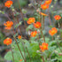 Geum borisii