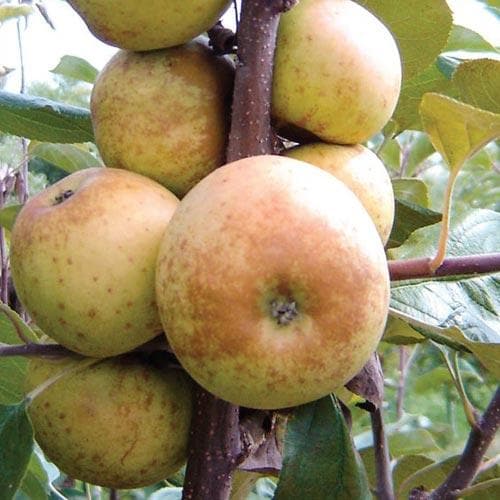 Apple Gibbon Russet - Future Forests
