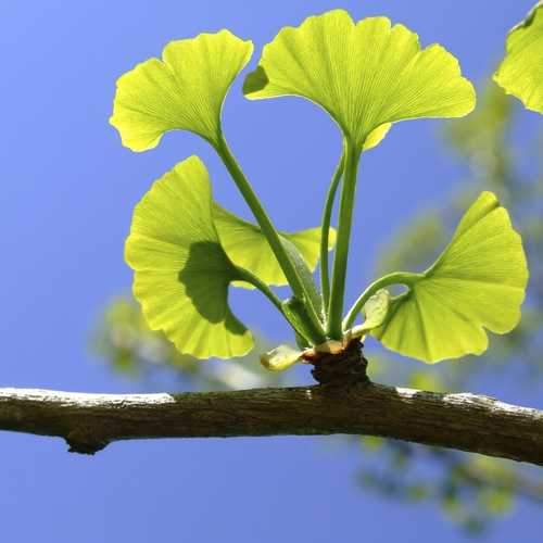 A Genetic Elixir of Life Helps Millennia-Old Ginkgo Trees Escape