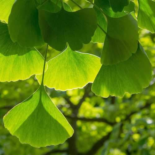 Ginkgo biloba - Maidenhair Tree - Future Forests
