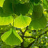 Ginkgo biloba - Maidenhair Tree - Future Forests