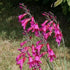 Gladiolus communis ssp. byzantinus - Future Forests
