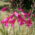 Gladiolus communis ssp. byzantinus - Future Forests