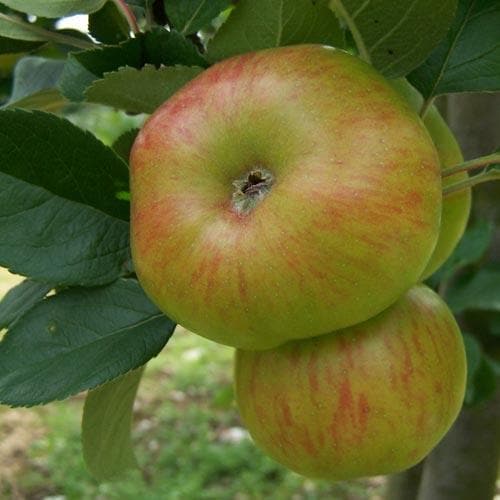 Apple Glenstal Cooker - Future Forests