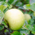 Apple Golden Noble - Future Forests