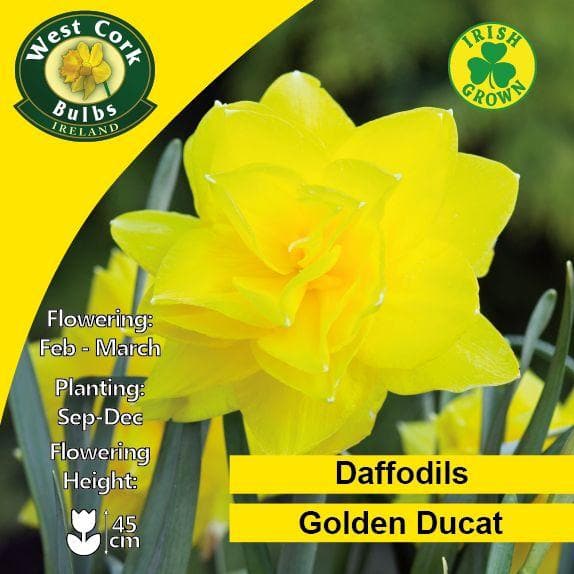 Daffodil Golden Ducat - Future Forests