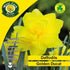 Daffodil Golden Ducat - Future Forests