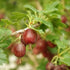 Gooseberry Hinnonmaki Red - Future Forests