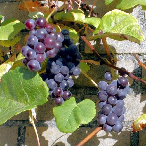 Grape Boskoop Glory - Indoor or Outdoor, Almost Seedless - Future Forests