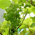 Grape Vroege van der Laan, Indoor or Outdoor, Seeded - Future Forests