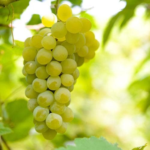 Grape Vroege van der Laan, Indoor or Outdoor, Seeded – Future Forests