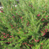 Grevillea rosmarinifolia Canberra Gem