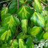Hedera colchica Paddy’s Pride (Sulpher Heart)