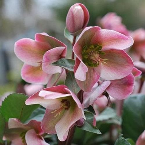 Helleborus X Ericsmithii Angel Glow Future Forests helleborus-x-ericsmithii-angel-glow-future-forests