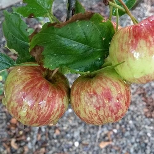 Apple Herefordshire Redstreak - Future Forests