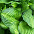 Hosta Guacamole