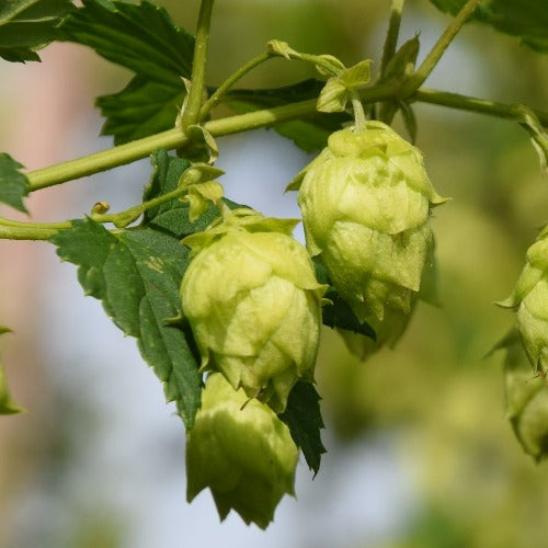 Common Hop (Humulus lupulus) 9 Humulus lupulus