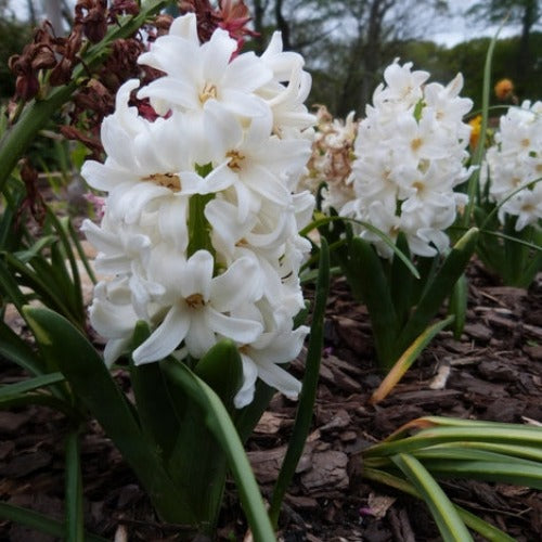Hyacinthus orientalis White Pearl