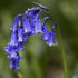 Hyacinthoides non-scripta - Bluebell - Future Forests