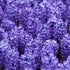Hyacinthus orientalis Delft Blue - Future Forests