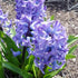 Hyacinthus orientalis Delft Blue - Future Forests