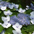 Hydrangea serrata Bluebird