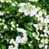 Hydrangea macrophylla Runaway Bride