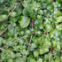 Hydrangea anomala 'Brookside Littleleaf' - Future Forests