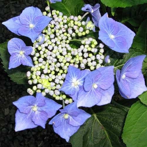 Hydrangea macrophylla Teller Blue (Syn. Blaumeise, Bluetit, Blue Sky)