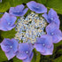 Hydrangea macrophylla Teller Blue (Syn. Blaumeise, Bluetit, Blue Sky)