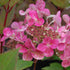 Hydrangea paniculata Early Sensation