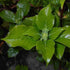 Hydrangea petiolaris - Future Forests