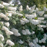 Hydrangea quercifolia Snow Queen - Future Forests