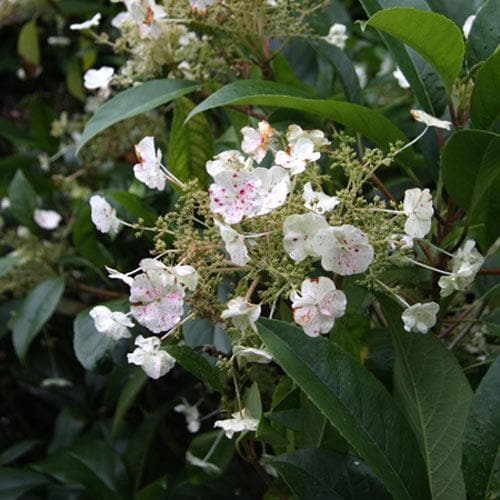 Hydrangea Semmannii Rhs Hydrangea seemannii – Future Forests