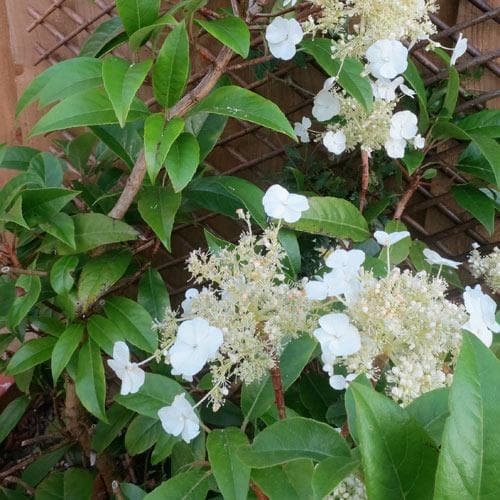 Hydrangea Semmannii Rhs Hydrangea seemannii – Future Forests