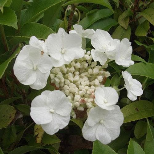 Hydrangea Semmannii Rhs Hydrangea seemannii – Future Forests