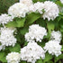 Hydrangea macrophylla Soeur Therese - Future Forests