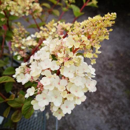 Hydrangea paniculata Sundae Fraise